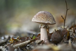 mushroom_in_the_forest_by_svitakovaeva-d5h2i9z
